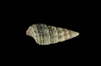 藏品(燒酒海蜷)的圖片